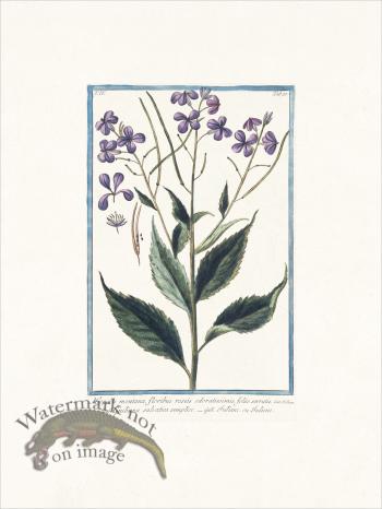 Bonelli 327 Sweet Rocket